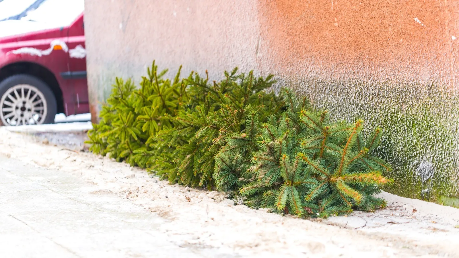 Ein Tannenbaum liegt an einer rötlichen Wohngebäudewand.